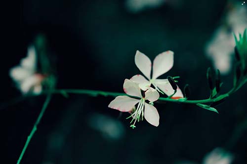 white and purple flower in tilt shift lens photo –.jpg