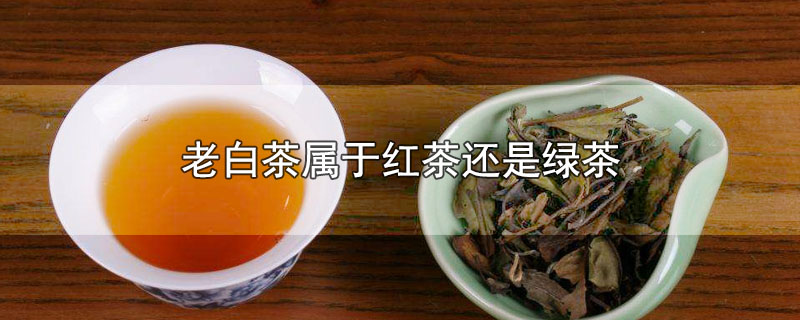 老白茶属于红茶还是绿茶，老白茶属于哪种茶 第1张