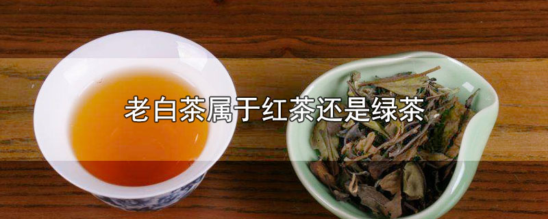 老白茶属于红茶还是绿茶，老白茶属于哪种茶