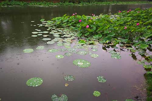 雨后随想